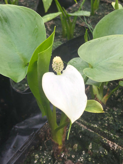 Marginal Pond Plant - (Potted 1 Litre) ~ Bog Arum - Calla Palustris