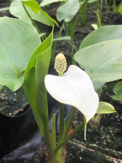 Marginal Pond Plant - (Potted 1 Litre) ~ Bog Arum - Calla Palustris