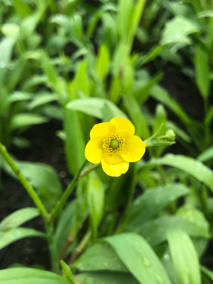 Marginal Pond Plant - (Potted 1 Litre) ~ Lesser Spearwort - Ranunculus Flammula