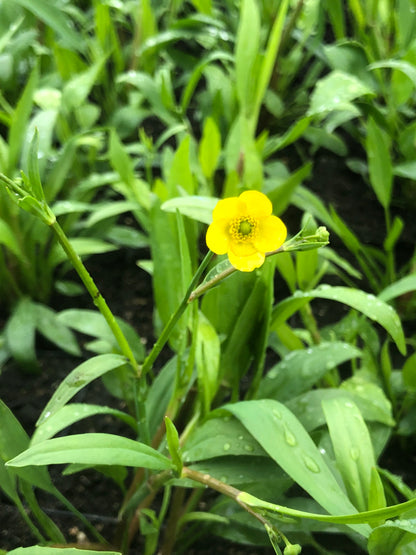 Marginal Pond Plant - (Potted 1 Litre) ~ Lesser Spearwort - Ranunculus Flammula