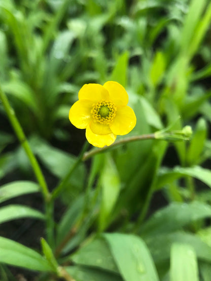 Marginal Pond Plant - (Potted 1 Litre) ~ Lesser Spearwort - Ranunculus Flammula