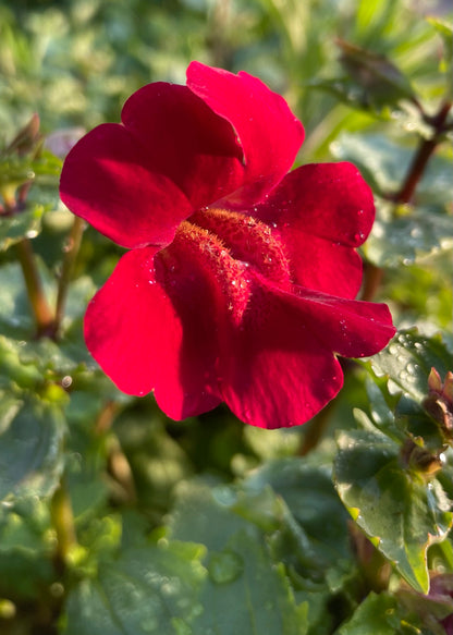 Marginal Pond Plant - (Potted 1 Litre) ~ Red Monkey Musk - Mimulus Cupreus 'Red Emperor'.