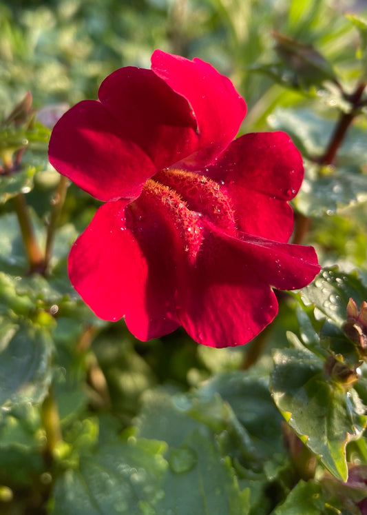 Marginal Pond Plant - (Potted 1 Litre) ~ Red Monkey Musk - Mimulus Cupreus 'Red Emperor'.