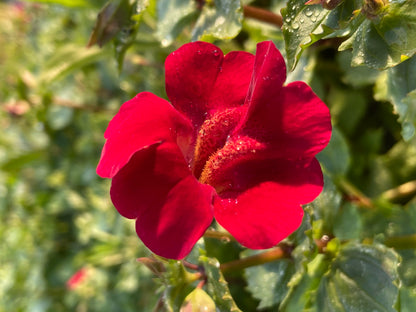 Marginal Pond Plant - (Potted 1 Litre) ~ Red Monkey Musk - Mimulus Cupreus 'Red Emperor'.