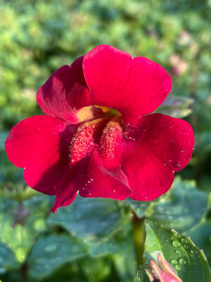 Marginal Pond Plant - (Potted 1 Litre) ~ Red Monkey Musk - Mimulus Cupreus 'Red Emperor'.