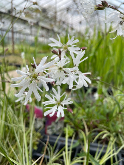 Marginal Pond Plant - (Potted 1 Litre) ~ White Ragged Robin - Lychnis Flos Cuculi Alba