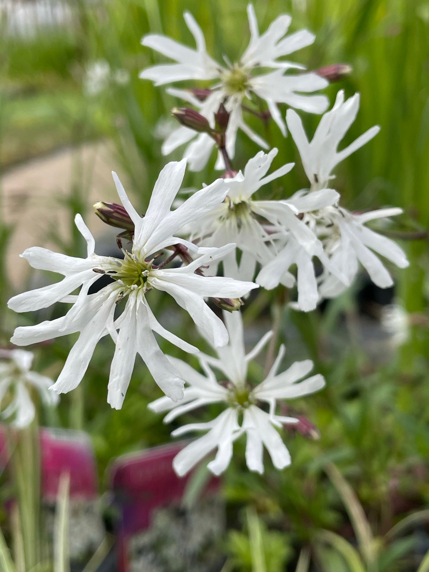 Marginal Pond Plant - (Potted 1 Litre) ~ White Ragged Robin - Lychnis Flos Cuculi Alba