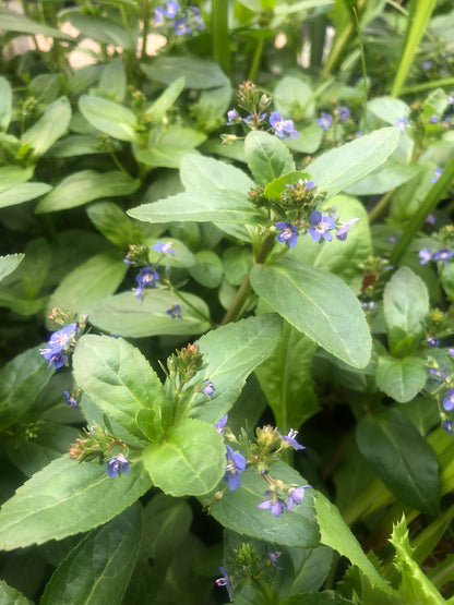 Marginal Pond Plant - (Potted 1 Litre) ~ Brook Lime - Veronica Beccabunga