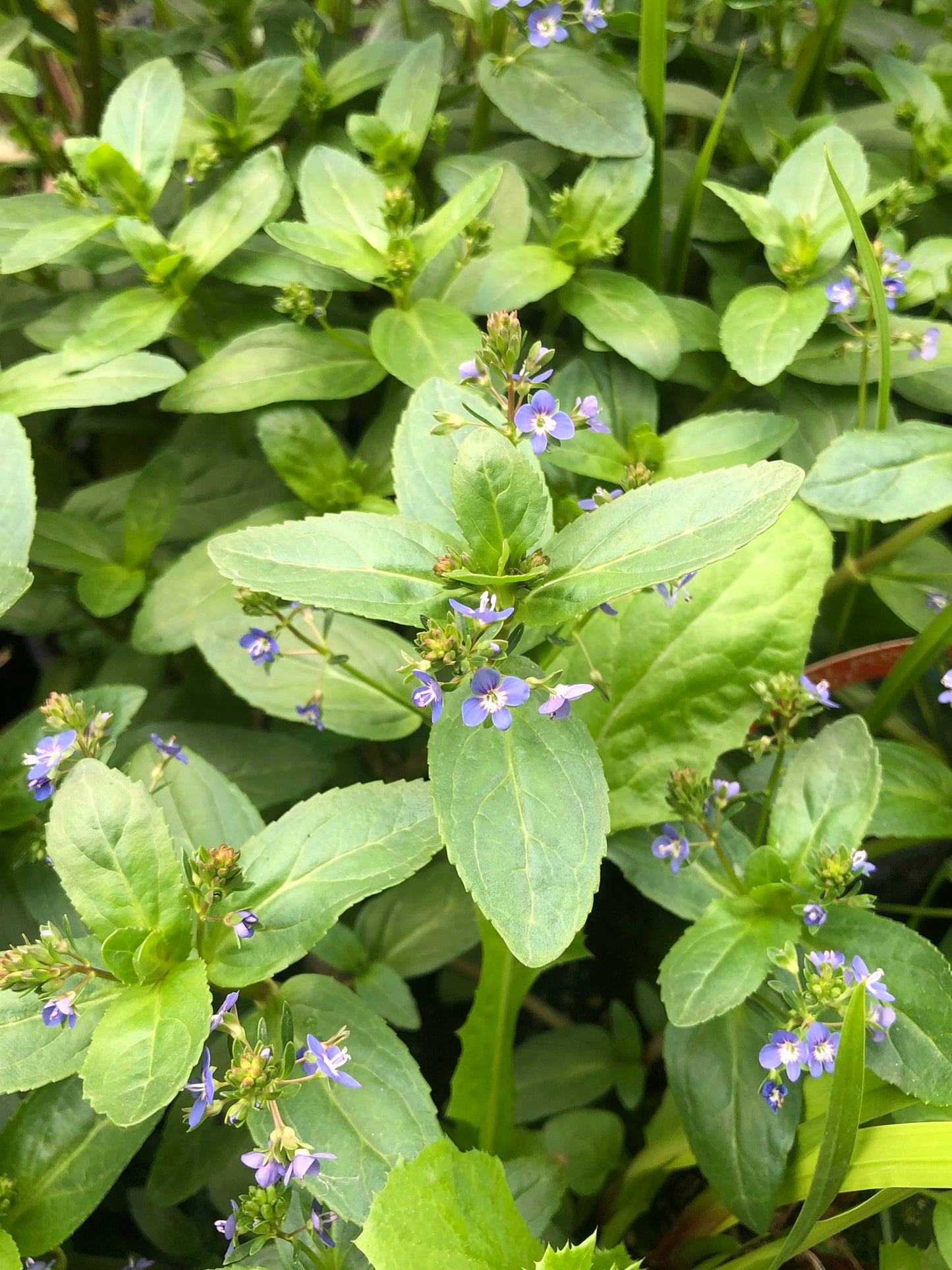 Marginal Pond Plant - (Potted 1 Litre) ~ Brook Lime - Veronica Beccabunga