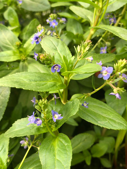 Marginal Pond Plant - (Potted 1 Litre) ~ Brook Lime - Veronica Beccabunga