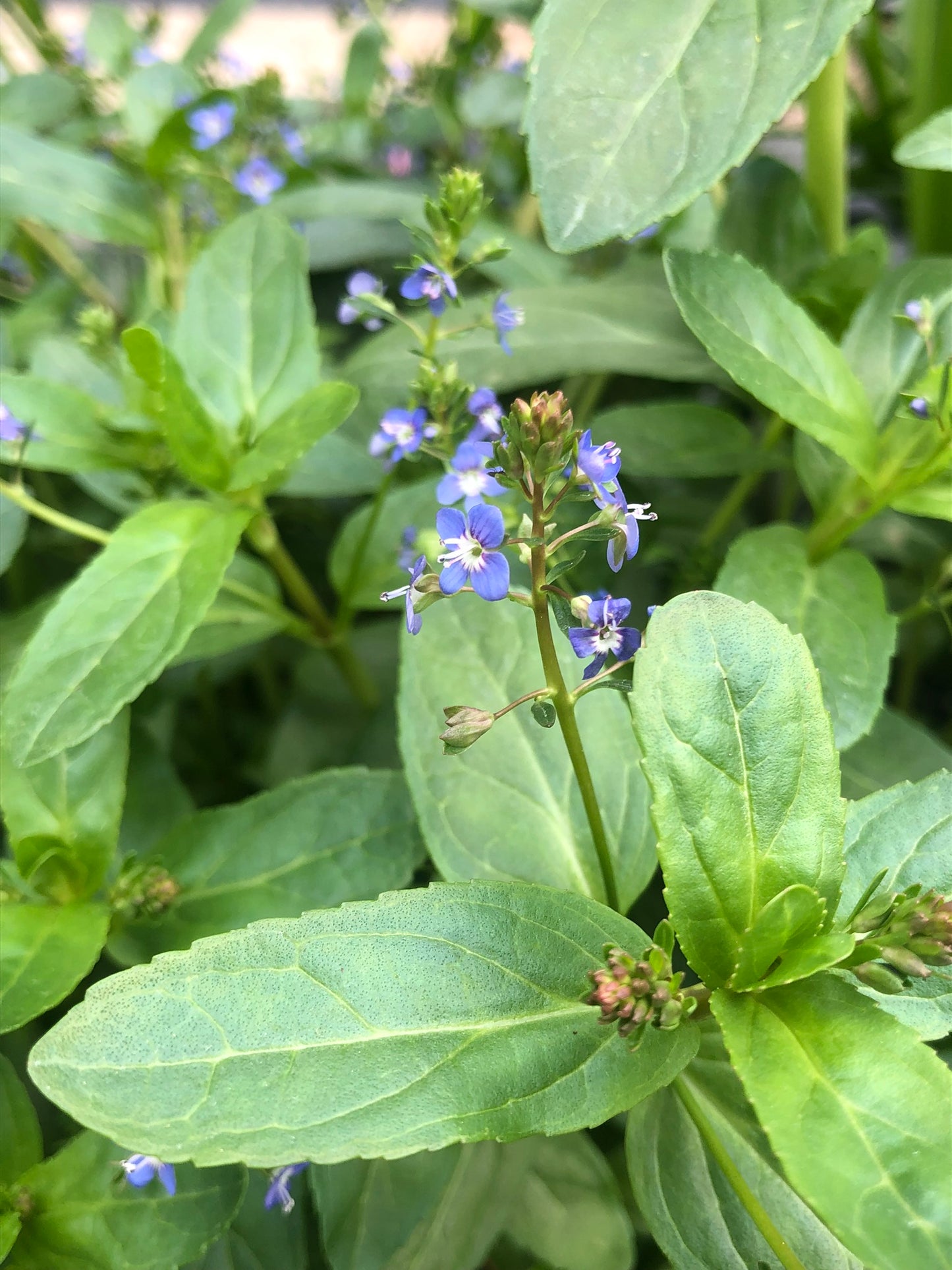 Marginal Pond Plant - (Potted 1 Litre) ~ Brook Lime - Veronica Beccabunga