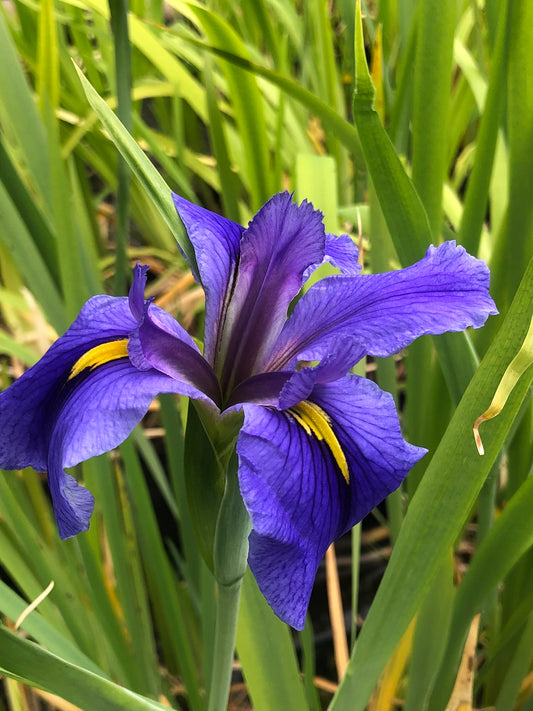 Marginal Pond Plant - (Potted 1 Litre) ~ Blue Louisiana Iris - Iris Louisiana 'Sinfonietta'