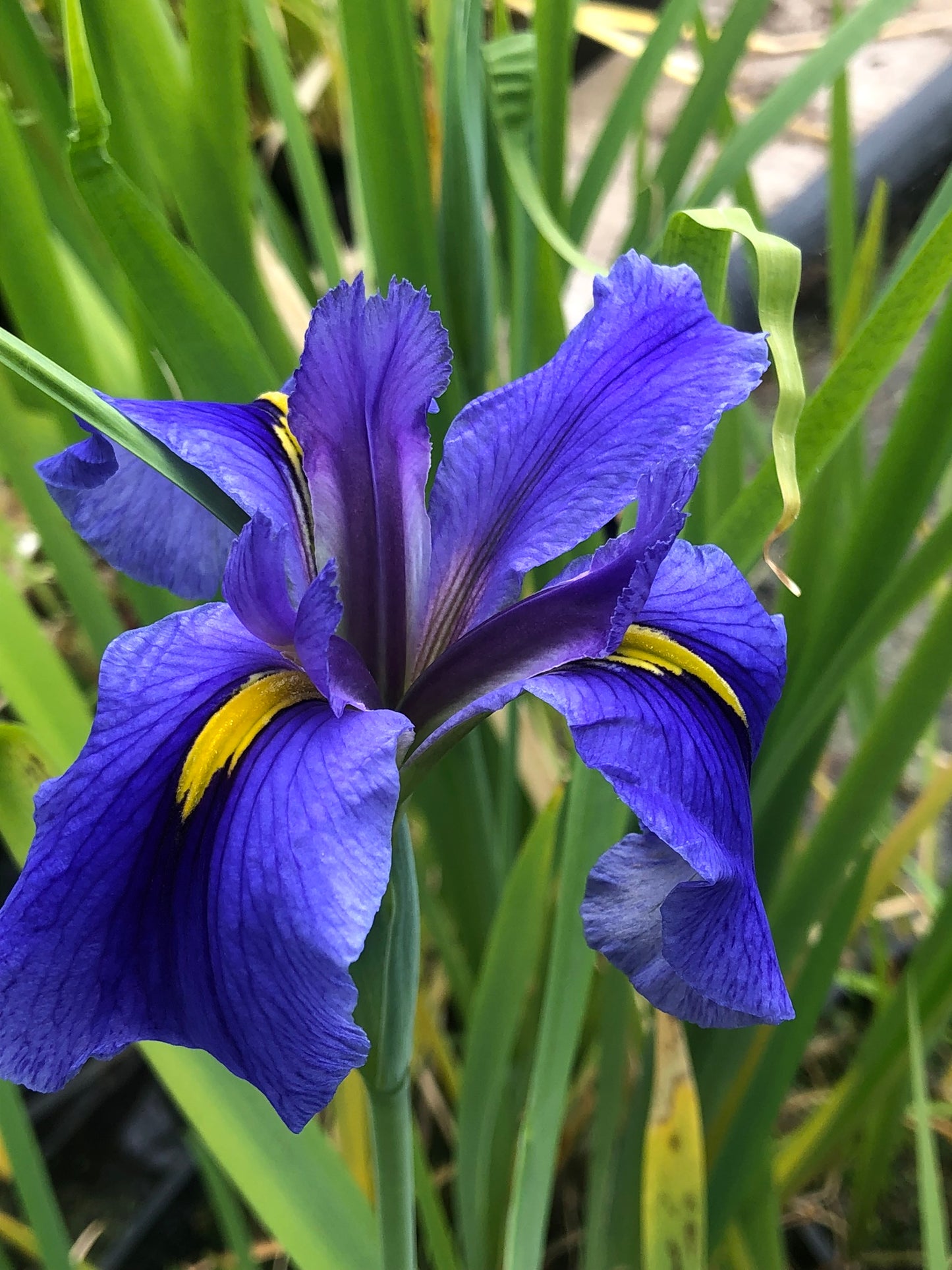 Marginal Pond Plant - (Potted 1 Litre) ~ Blue Louisiana Iris - Iris Louisiana 'Sinfonietta'