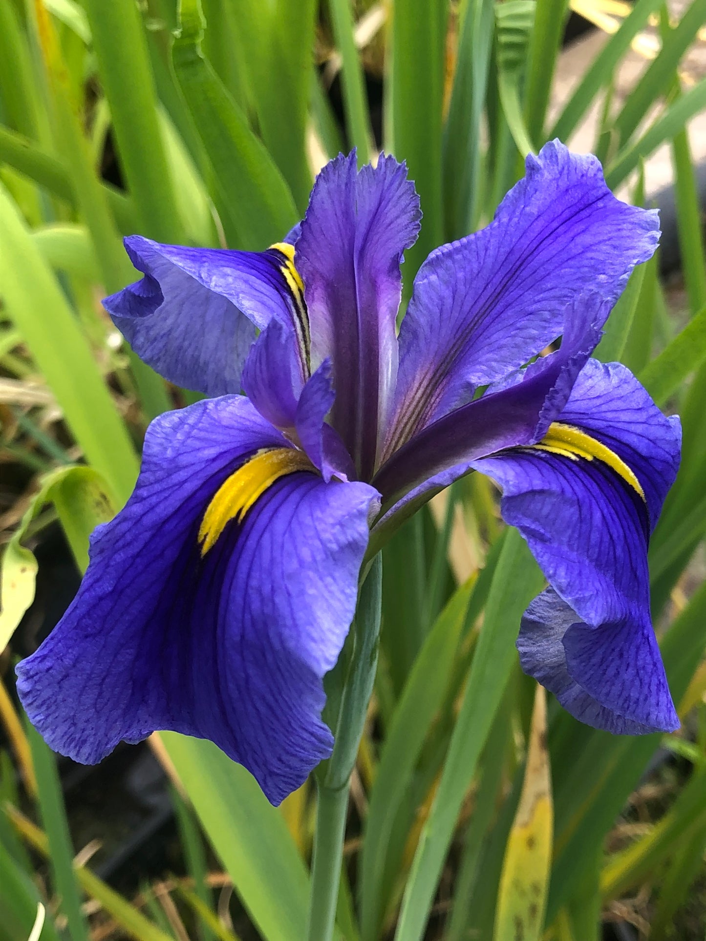 Marginal Pond Plant - (Potted 1 Litre) ~ Blue Louisiana Iris - Iris Louisiana 'Sinfonietta'