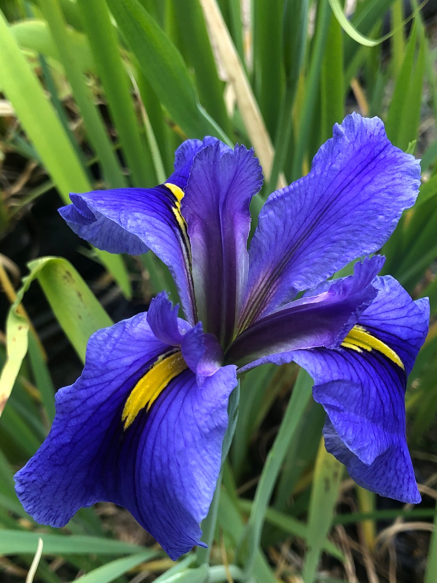 Marginal Pond Plant - (Potted 1 Litre) ~ Blue Louisiana Iris - Iris Louisiana 'Sinfonietta'