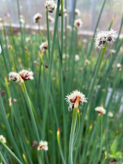 Marginal Pond Plant - (Potted 1 Litre) ~ Bullrush - Scirpus Lacustris