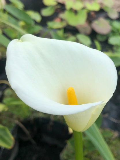 Marginal Pond Plant - (Potted 1 Litre) ~ Arum Lily - Zantedeschia Aethiopica