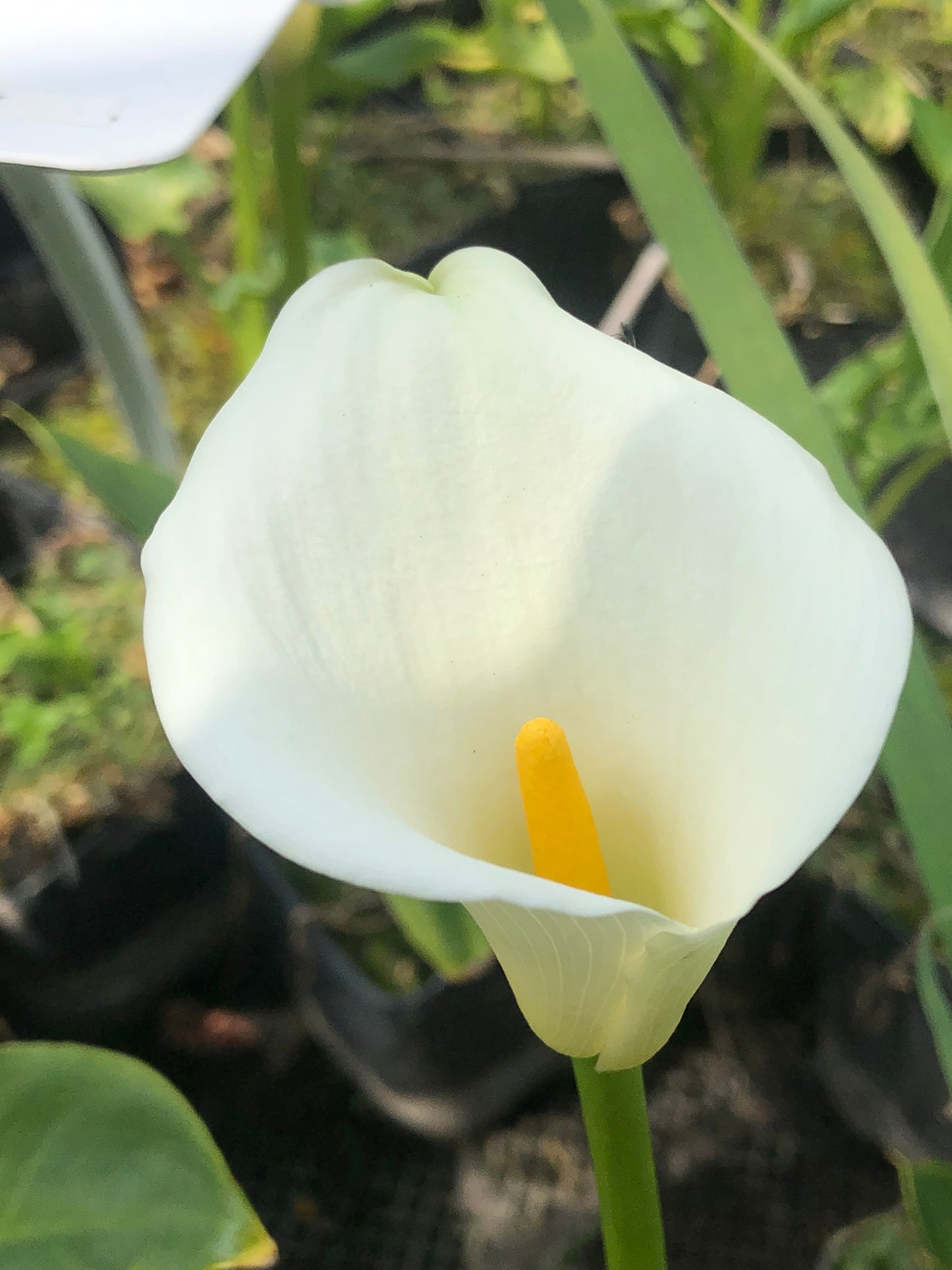 Marginal Pond Plant - (Potted 1 Litre) ~ Arum Lily - Zantedeschia Aethiopica