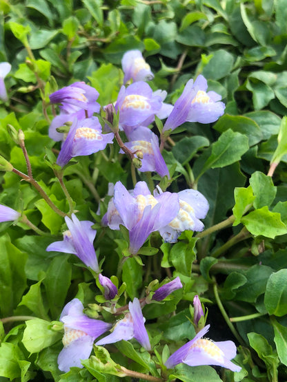 Marginal Pond Plant - (Potted 1 Litre) ~ Blue Chinese Marshflower - Mazus Reptans Blue