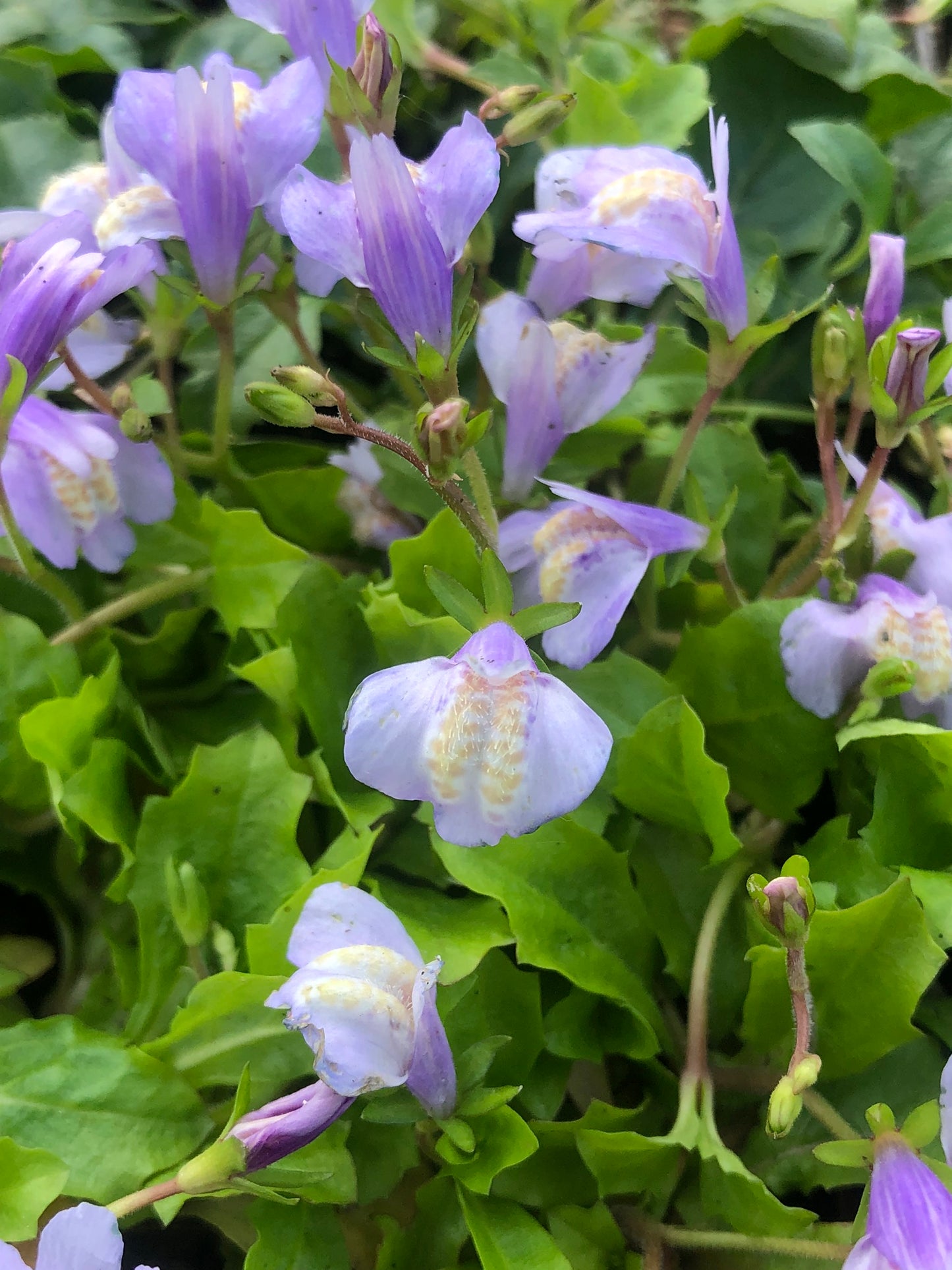 Marginal Pond Plant - (Potted 1 Litre) ~ Blue Chinese Marshflower - Mazus Reptans Blue