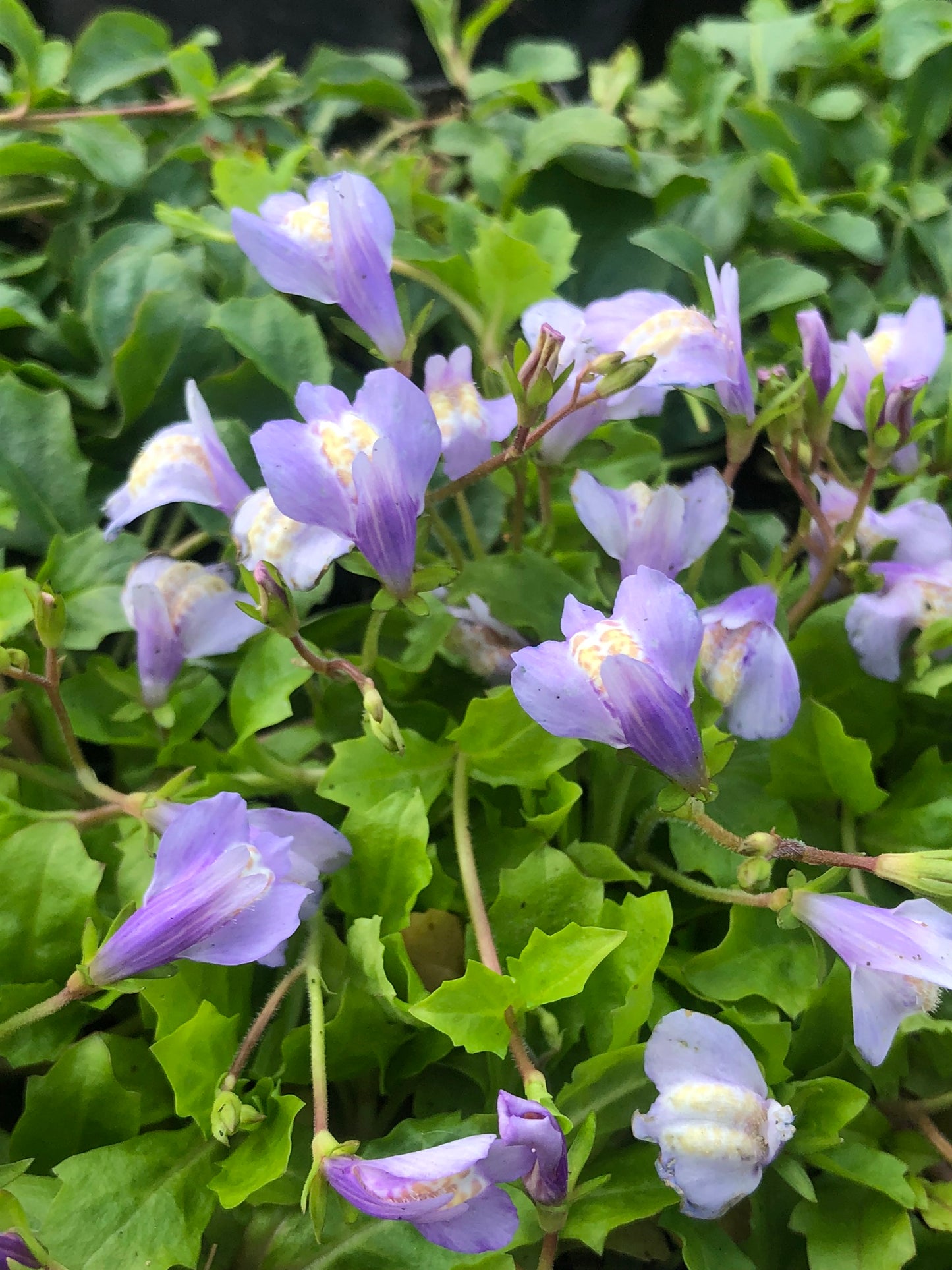 Marginal Pond Plant - (Potted 1 Litre) ~ Blue Chinese Marshflower - Mazus Reptans Blue