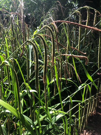 Marginal Pond Plant - (Potted 1 Litre) ~ Pendulus Sedge - Carex Pendula