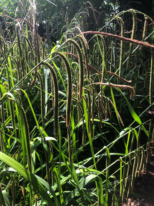 Marginal Pond Plant - (Potted 1 Litre) ~ Pendulus Sedge - Carex Pendula