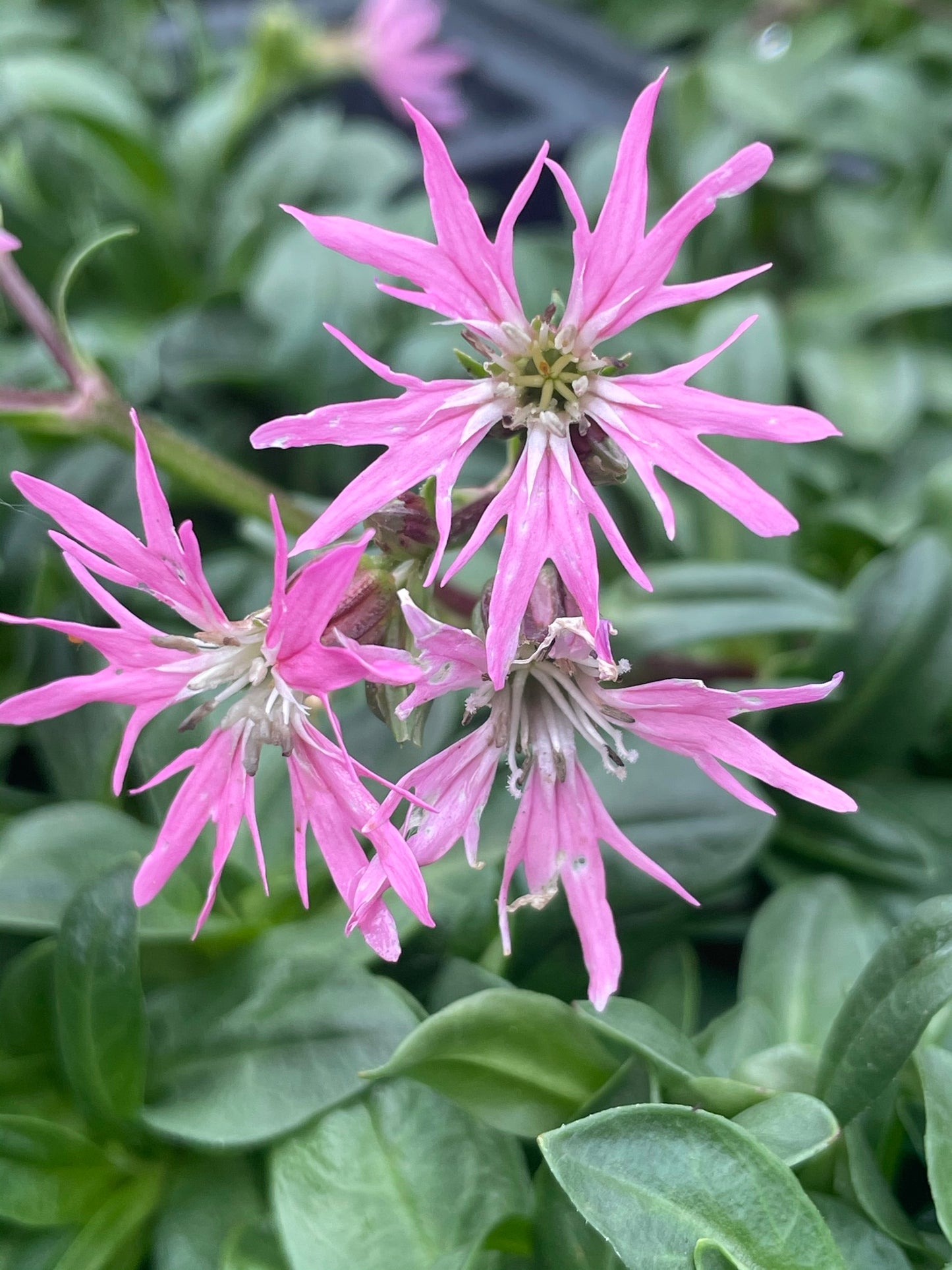 Marginal Pond Plant - (Potted 1 Litre) ~ Dwarf Ragged Robin - Lychnis Flos Cuculi Nana