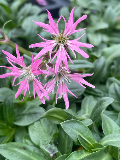 Marginal Pond Plant - (Potted 1 Litre) ~ Dwarf Ragged Robin - Lychnis Flos Cuculi Nana