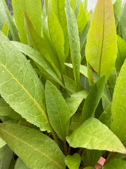 Marginal Pond Plant - (Potted 1 Litre) ~ Great water dock - Rumex hydrolapathum