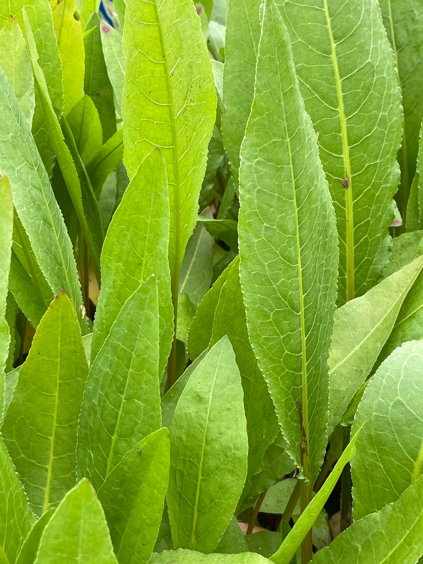 Marginal Pond Plant - (Potted 1 Litre) ~ Great water dock - Rumex hydrolapathum