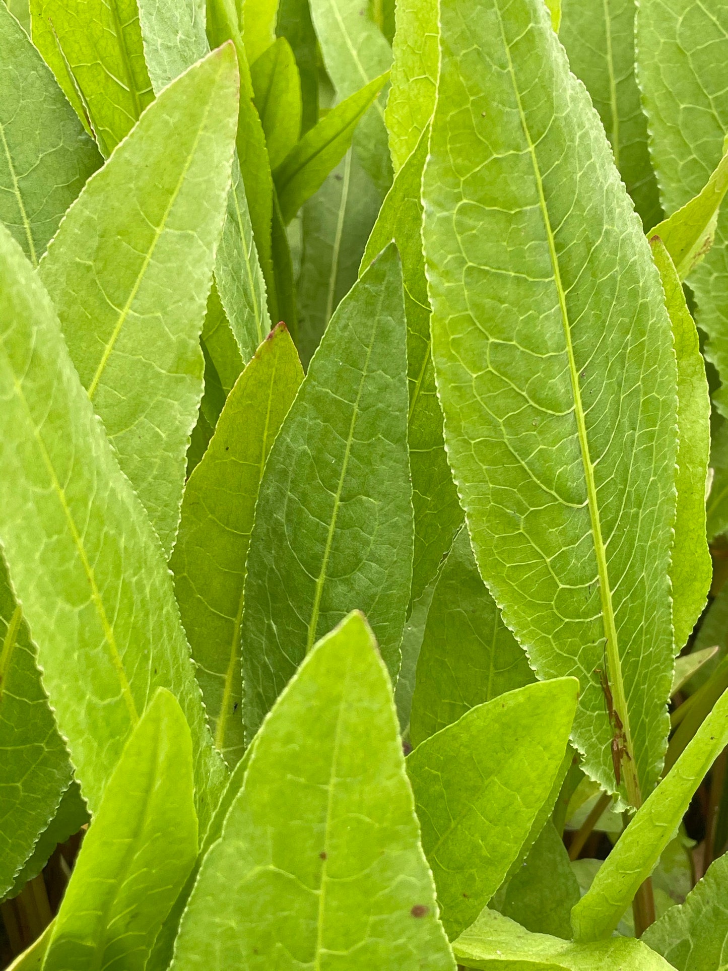 Marginal Pond Plant - (Potted 1 Litre) ~ Great water dock - Rumex hydrolapathum