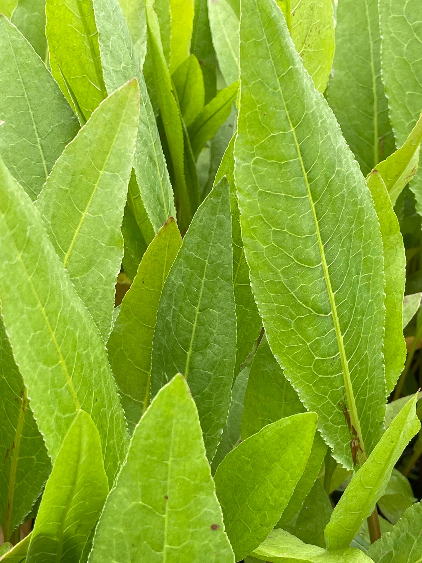 Marginal Pond Plant - (Potted 1 Litre) ~ Great water dock - Rumex hydrolapathum