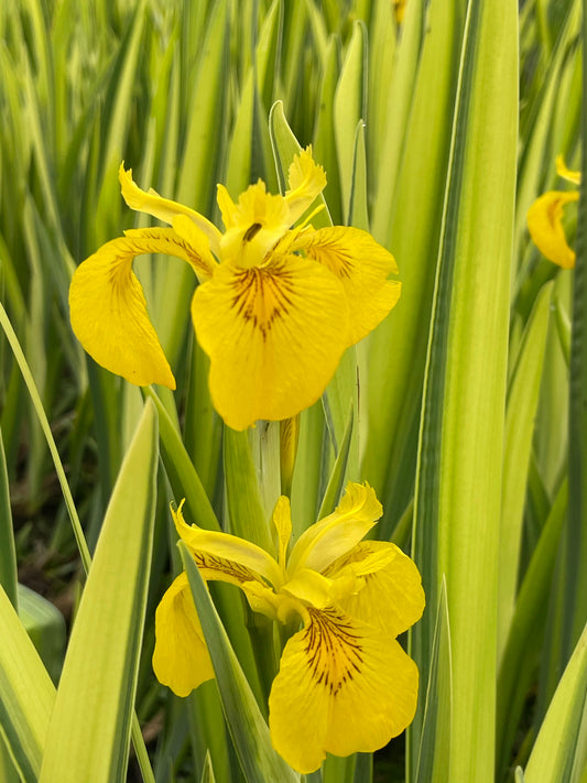 Marginal Pond Plant - (Potted 1 Litre) ~ Green & Yellow Flag Iris - Iris Pseudacorus Variegata