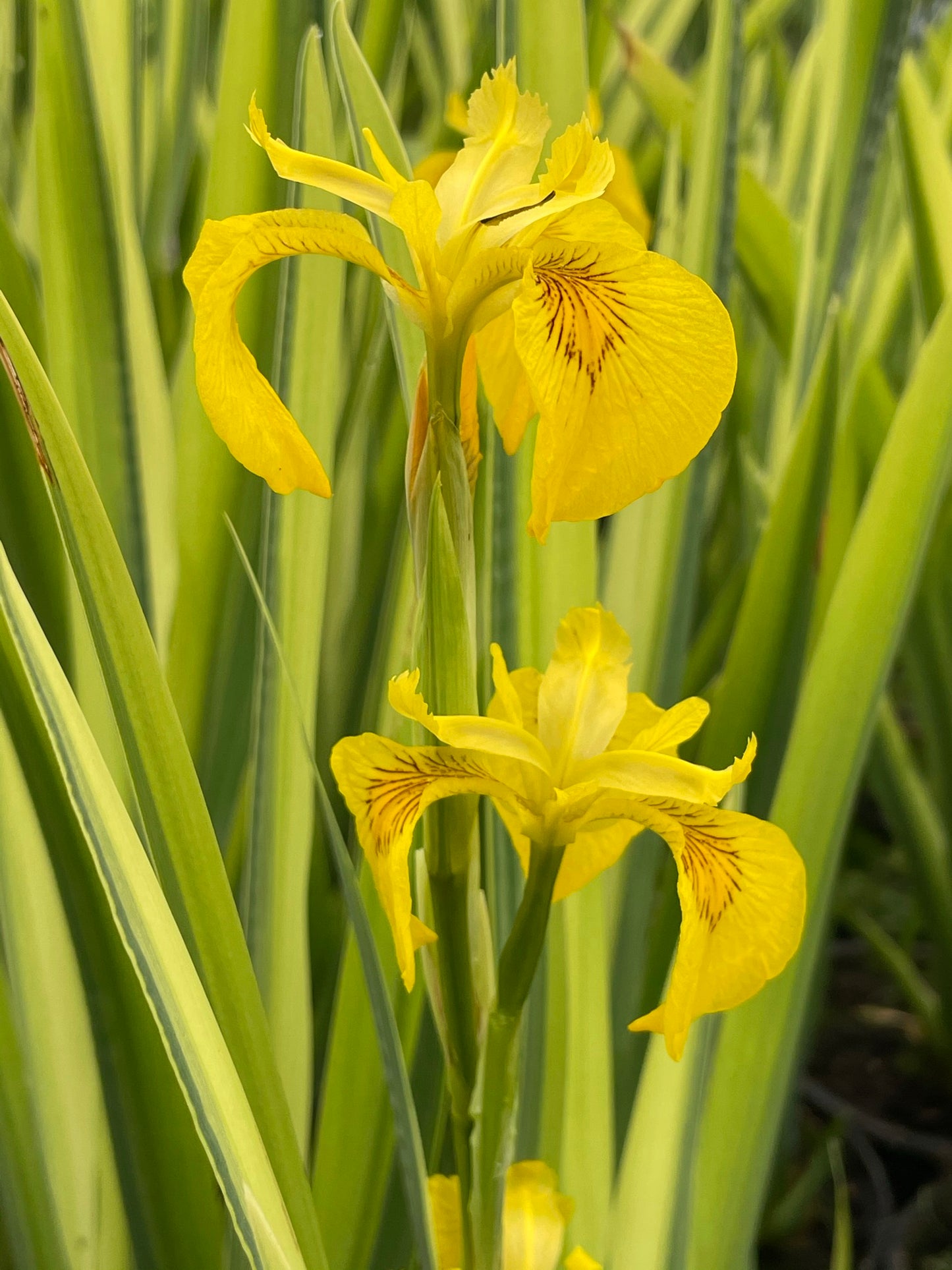 Marginal Pond Plant - (Potted 1 Litre) ~ Green & Yellow Flag Iris - Iris Pseudacorus Variegata