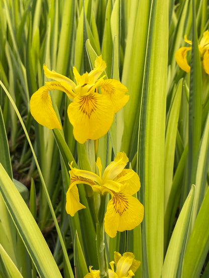 Marginal Pond Plant - (Potted 1 Litre) ~ Green & Yellow Flag Iris - Iris Pseudacorus Variegata