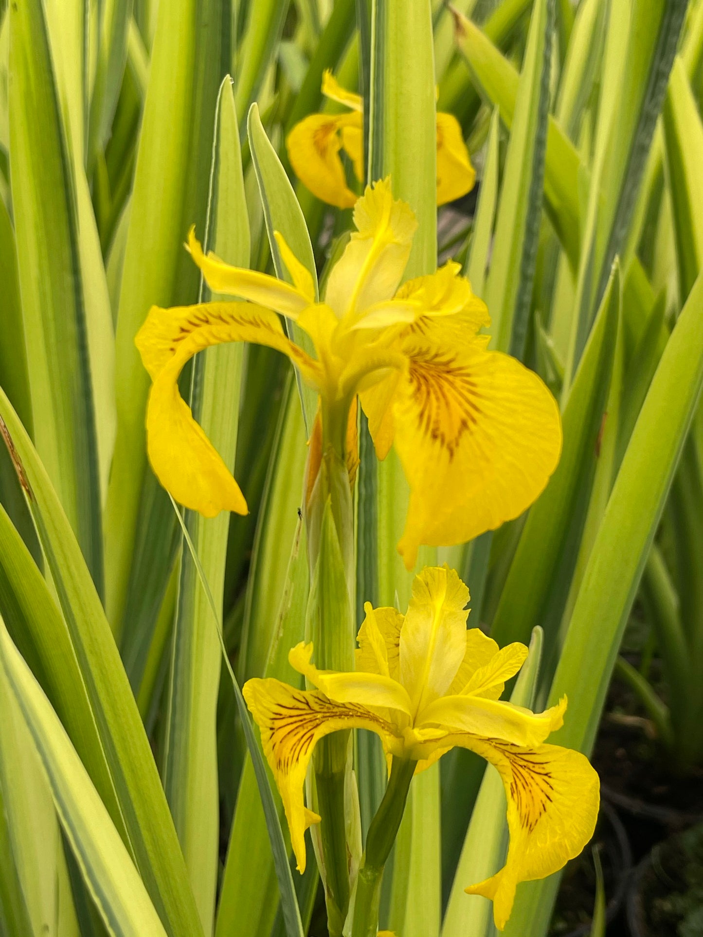 Marginal Pond Plant - (Potted 1 Litre) ~ Green & Yellow Flag Iris - Iris Pseudacorus Variegata