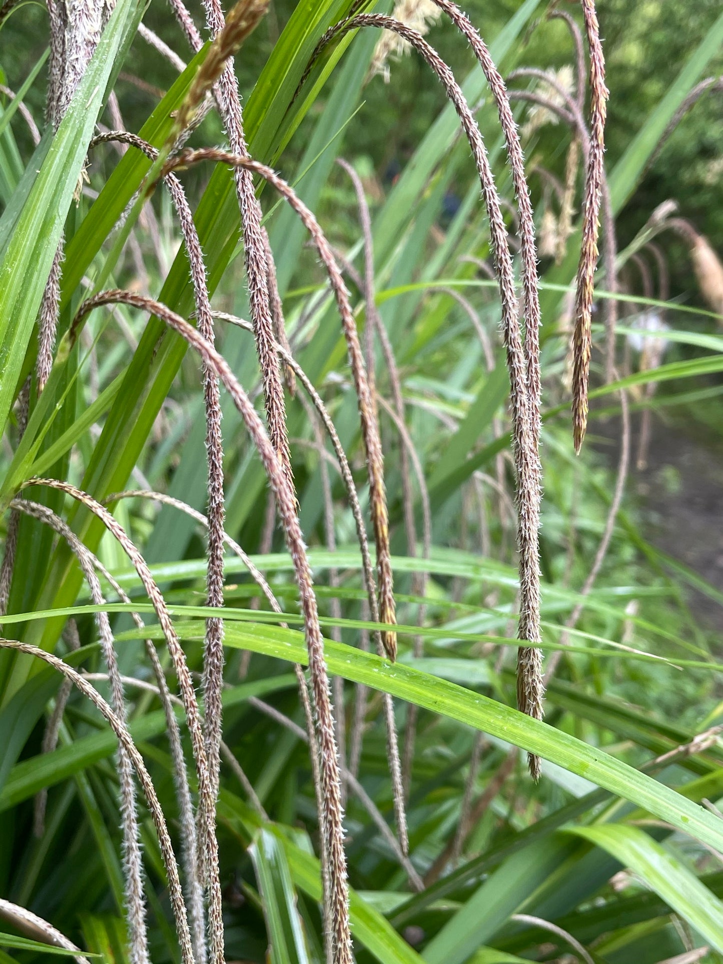 Marginal Pond Plant - (Potted 1 Litre) ~ Pendulus Sedge - Carex Pendula