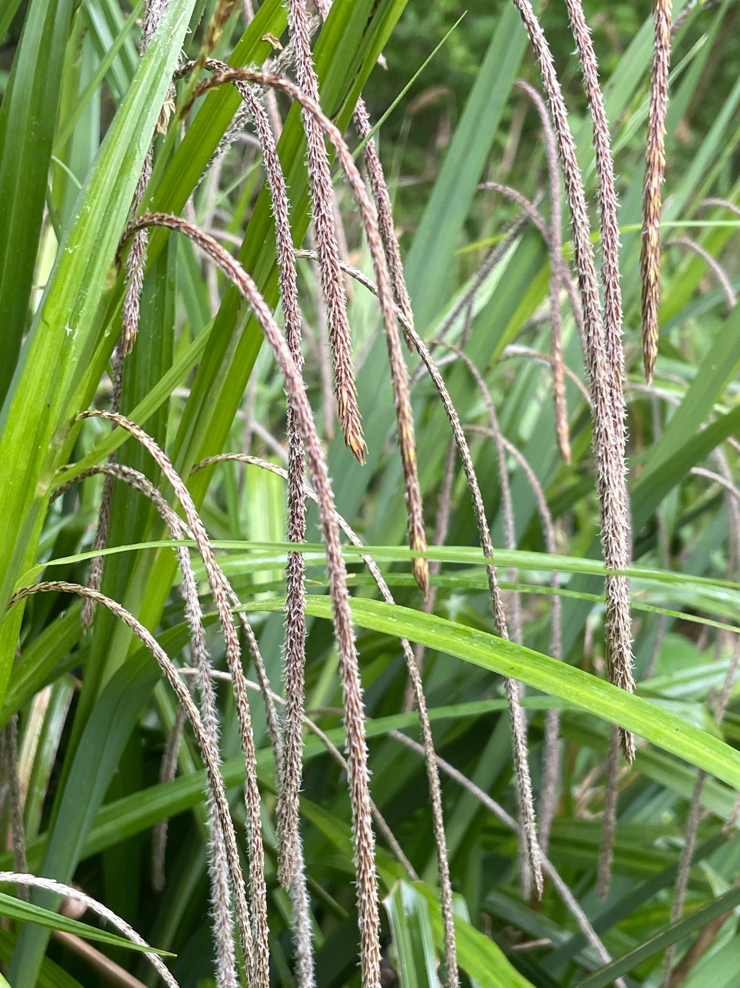 Marginal Pond Plant - (Potted 1 Litre) ~ Pendulus Sedge - Carex Pendula