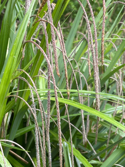 Marginal Pond Plant - (Potted 1 Litre) ~ Pendulus Sedge - Carex Pendula