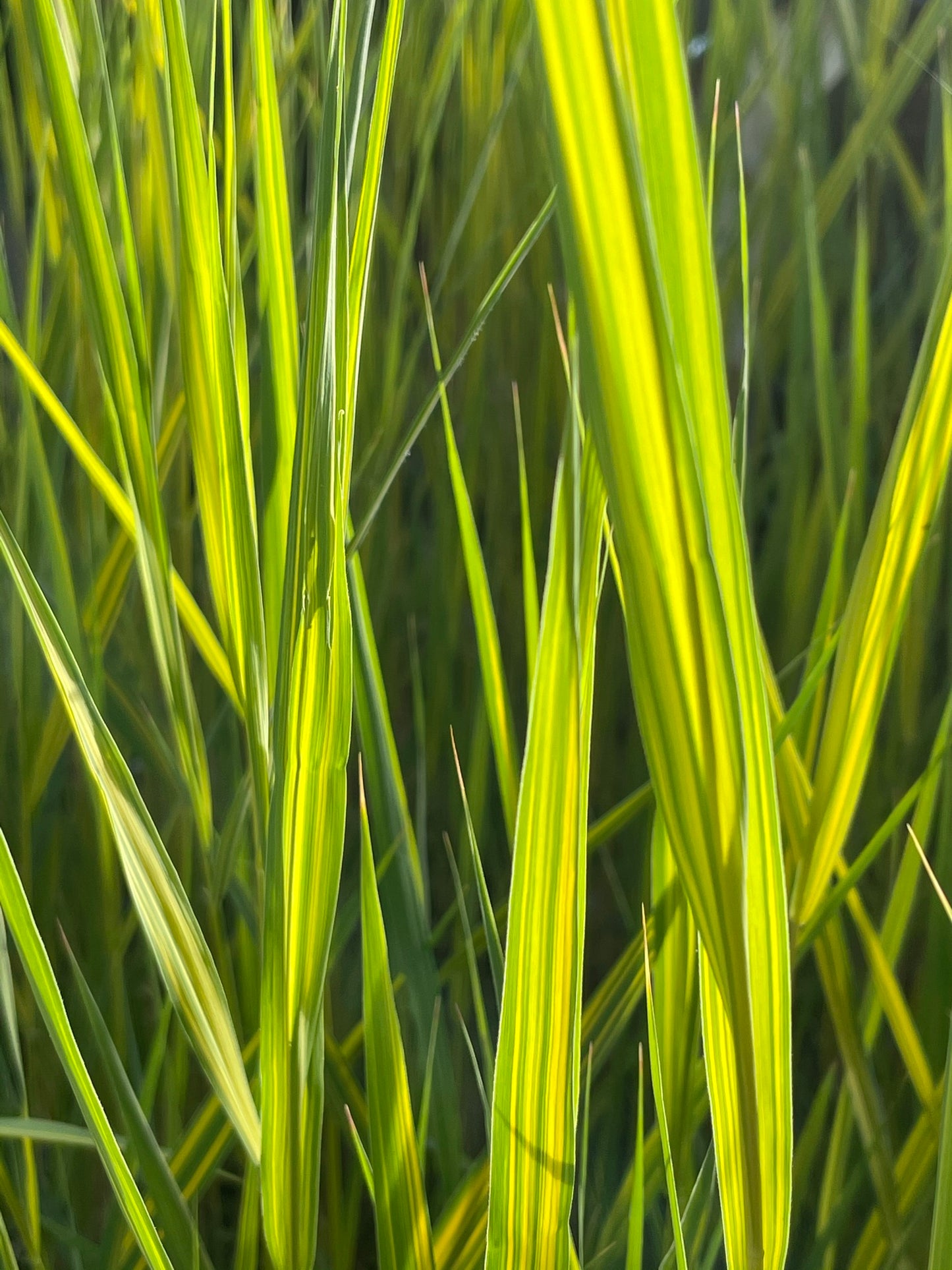 Marginal Pond Plant - (Potted 1 Litre) ~ Gold & Green Norfolk Reed - Phragmites Australis Variegatus