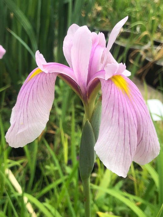 Marginal Pond Plant - (Potted 1 Litre) ~ Rose Queen - Iris Laevigata Rose Queen