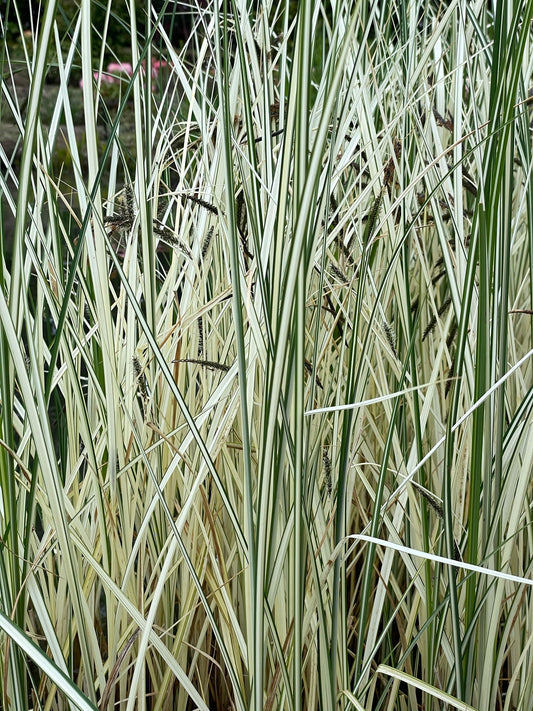 Marginal Pond Plant - (Potted 1 Litre) ~ Variegated Greater Pond Sedge - Carex Riparia Variegata