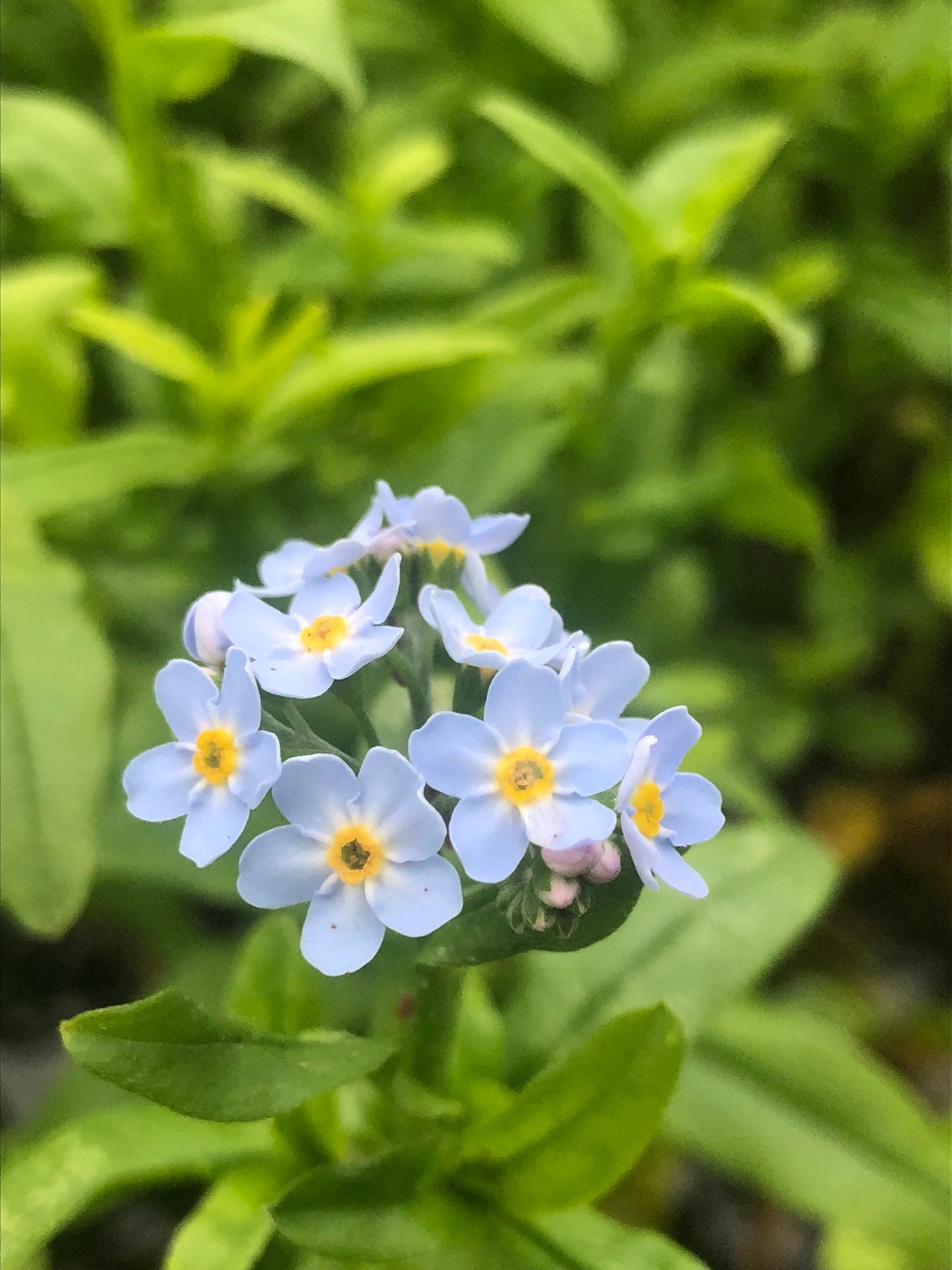 Marginal Pond Plant - (Potted 1 Litre) ~ Water Forget-Me-Not - Myosotis Palustris