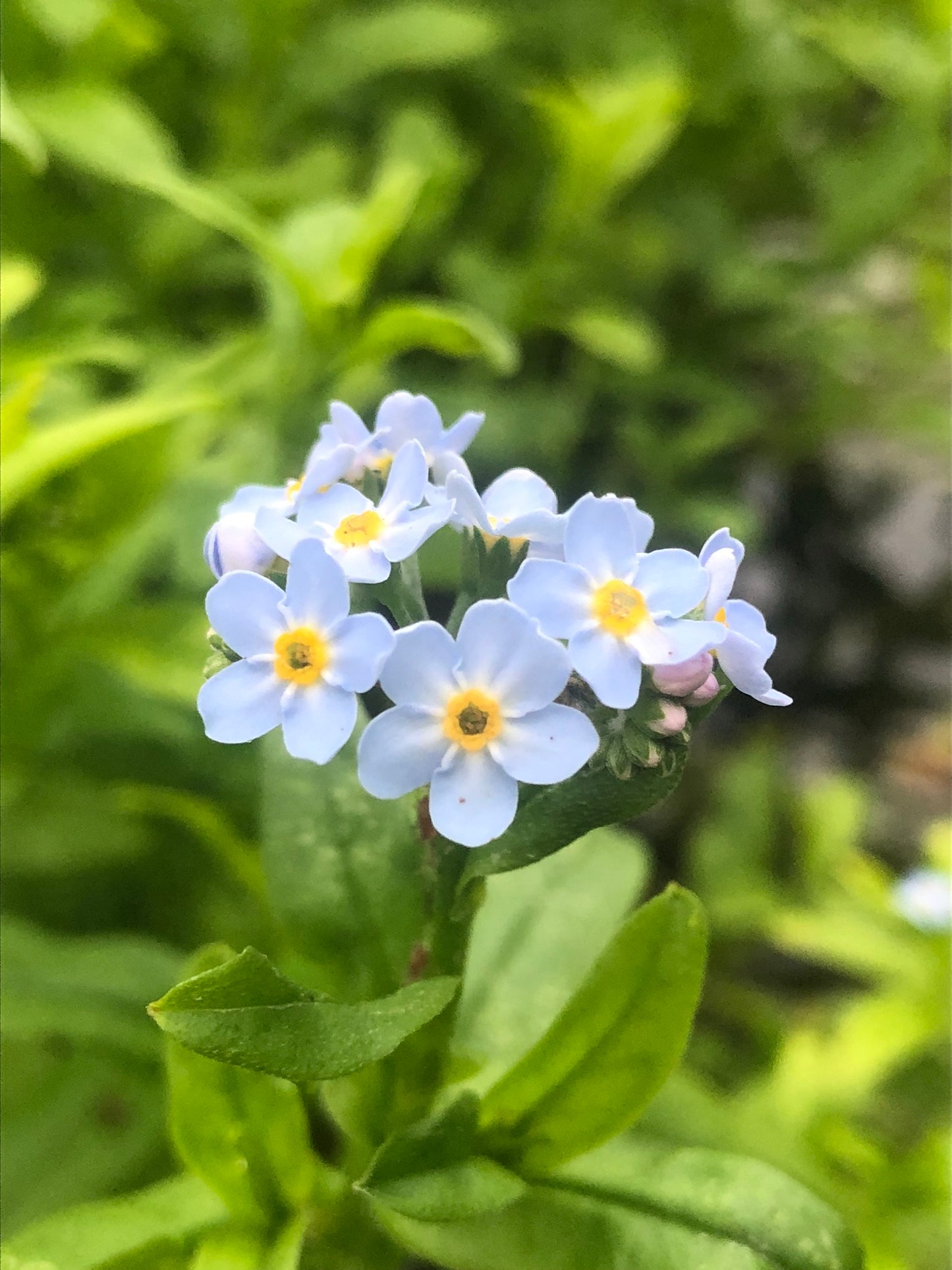 Marginal Pond Plant - (Potted 1 Litre) ~ Water Forget-Me-Not - Myosotis Palustris