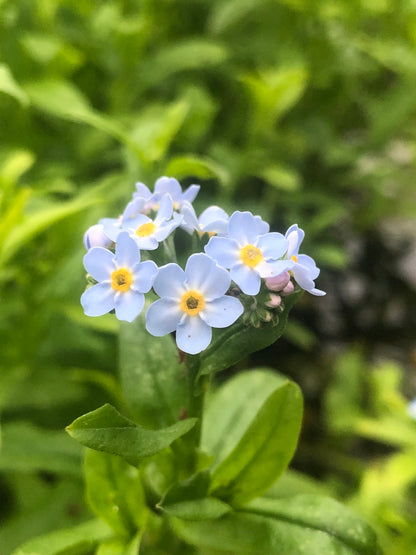 Marginal Pond Plant - (Potted 1 Litre) ~ Water Forget-Me-Not - Myosotis Palustris