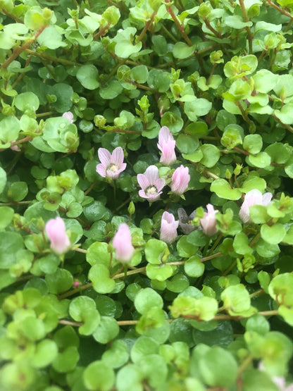 Marginal Pond Plant - (Potted 1 Litre) ~ Bog Pimpernel - Anagallis Tenella