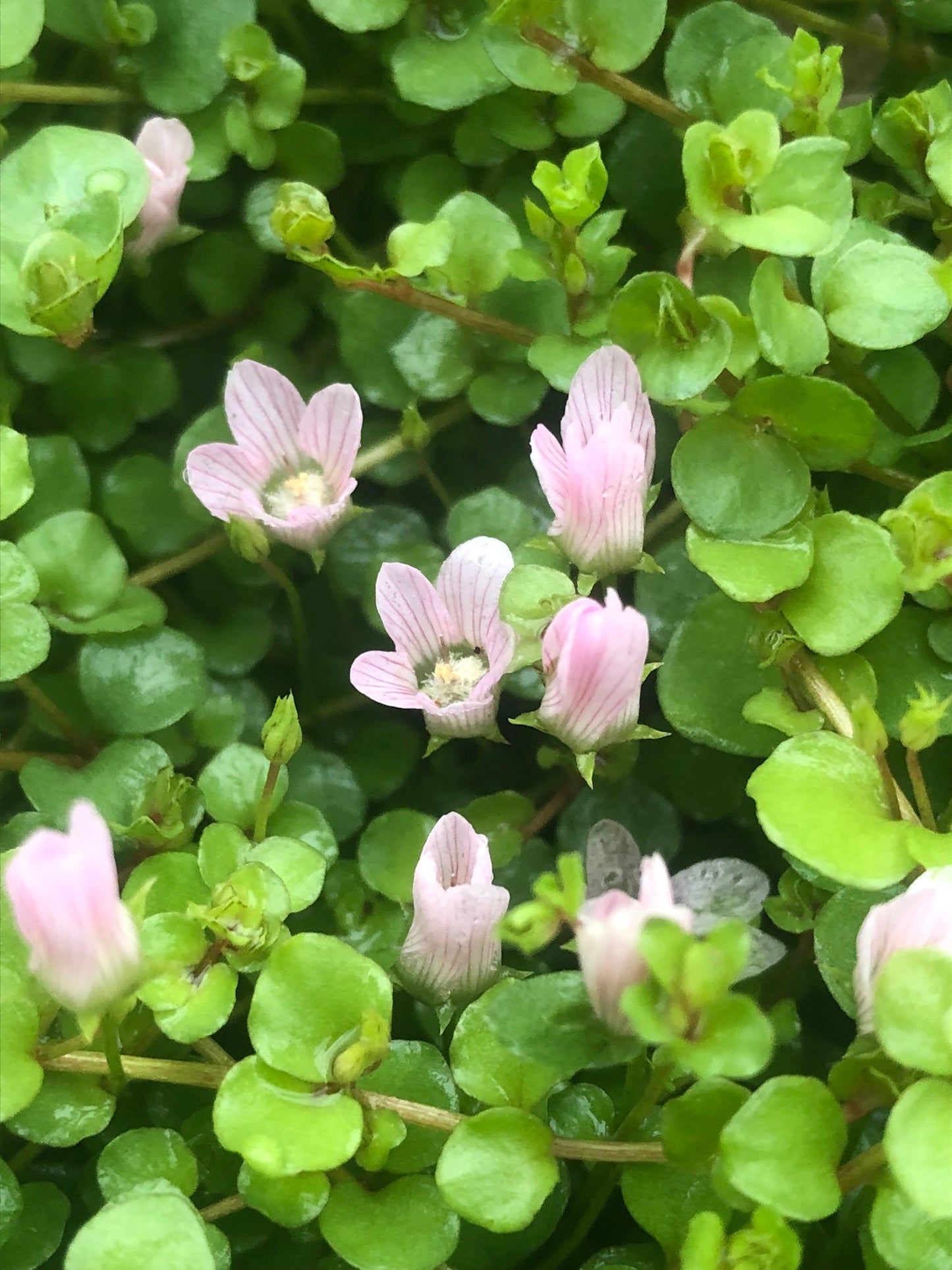 Marginal Pond Plant - (Potted 1 Litre) ~ Bog Pimpernel - Anagallis Tenella