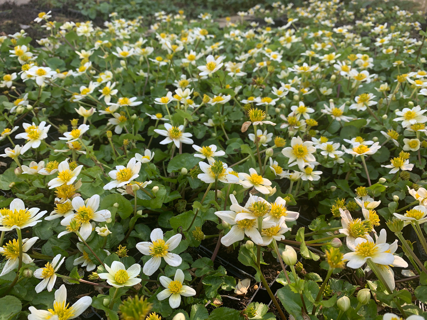 Marginal Pond Plant - (Potted 1 Litre) ~ White Marsh Marigold - Caltha Alba