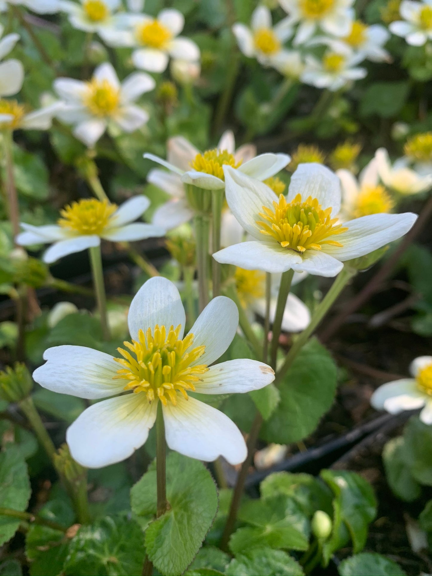 Marginal Pond Plant - (Potted 1 Litre) ~ White Marsh Marigold - Caltha Alba